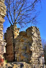 zufällige Entdeckung - neuer Baum auf altem Grund