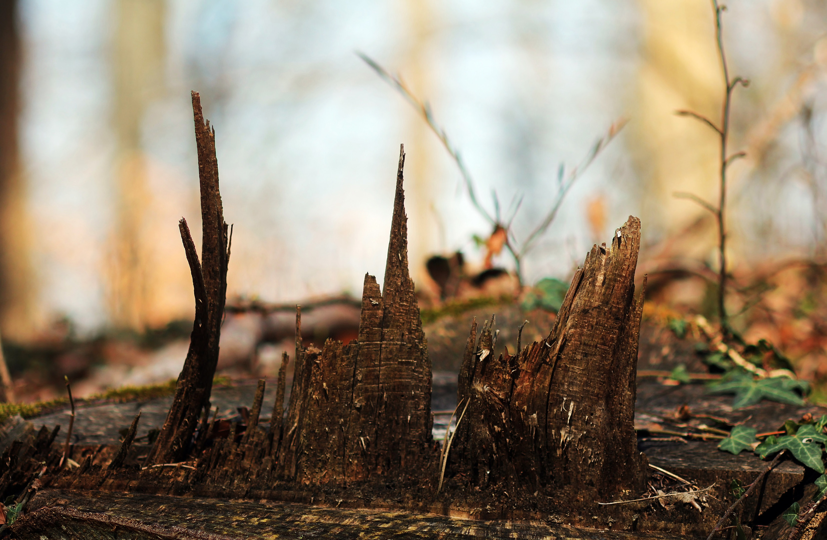 zufällige Holzsägekunst