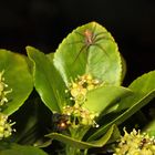 zufälliges Insekten-Trio