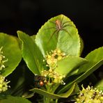 zufälliges Insekten-Trio