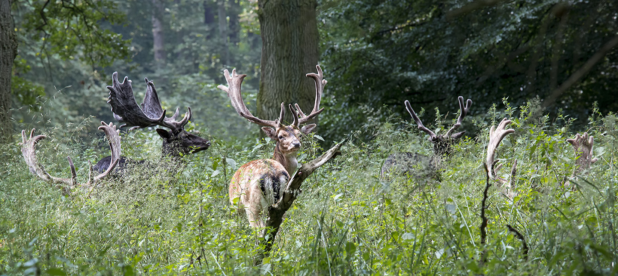 zufälliges Treffen im Wald