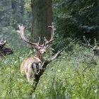 zufälliges Treffen im Wald