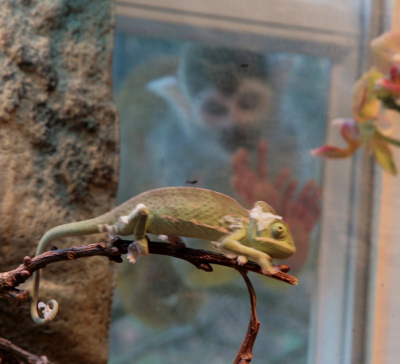 Zufall , zeigt aber deutlich was er will ,Chameleons und Heuschrecken hat er zum fressen gern