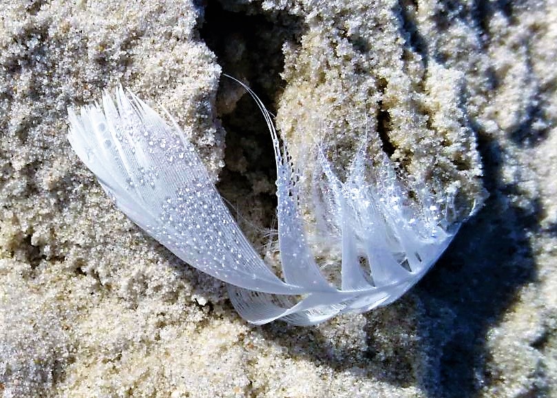 Zufallsbegegnung am Strand