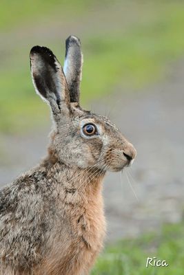 Zufallsbegegnung auf dem Friedhof 