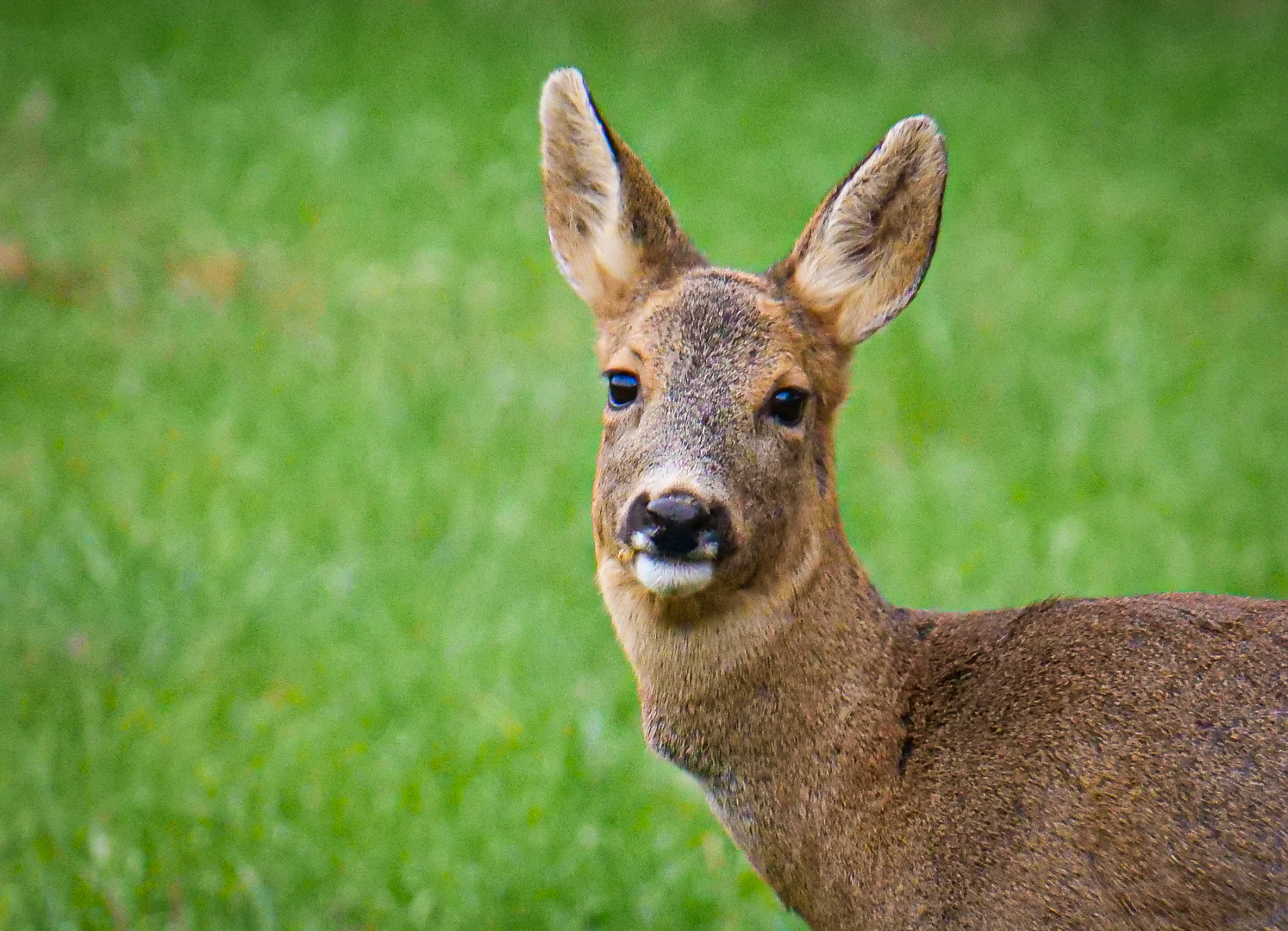 Zufallsbegegnung im Wald