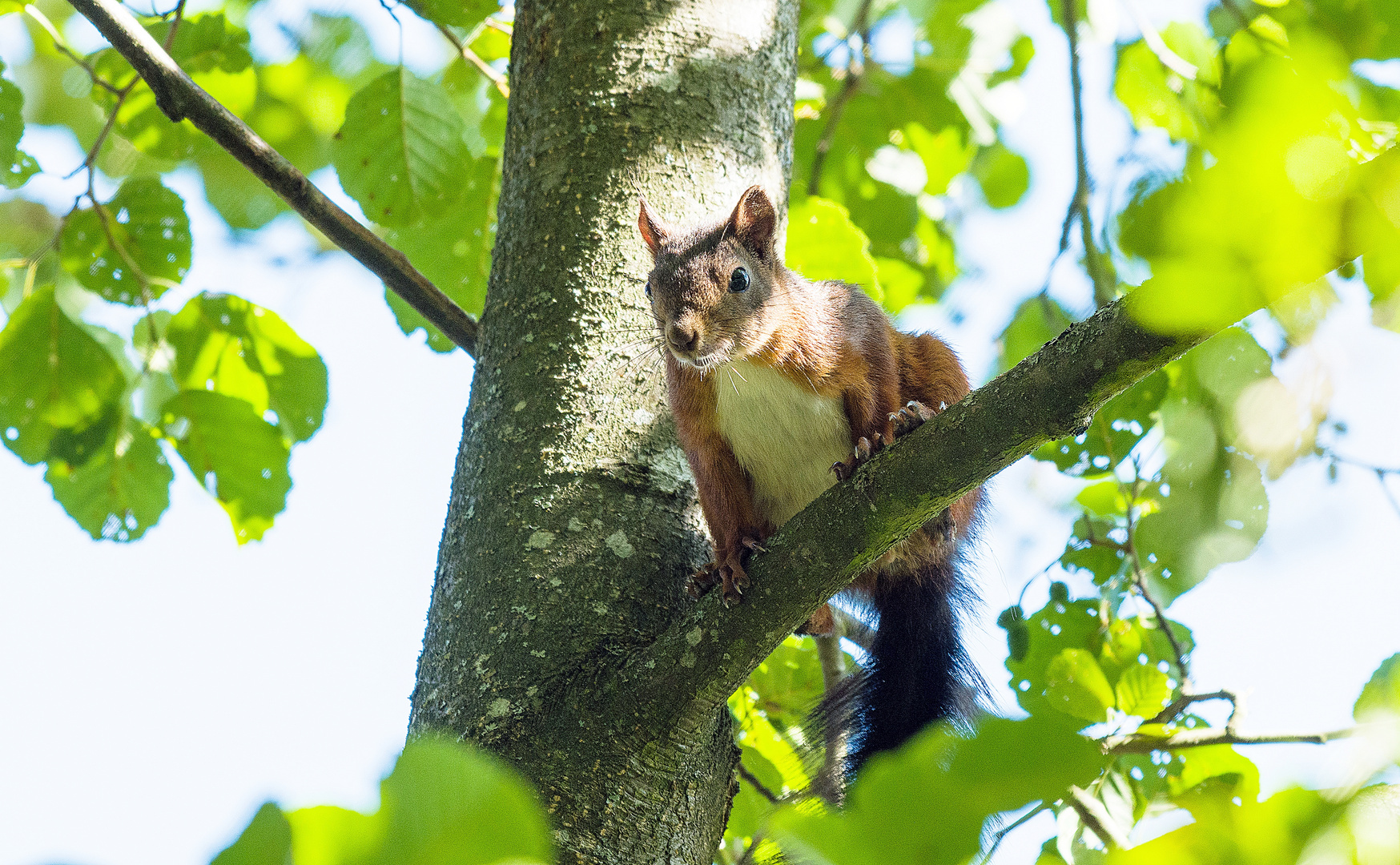 Zufallsbegegnung mit dem Eichhörnchen.