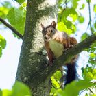 Zufallsbegegnung mit dem Eichhörnchen.