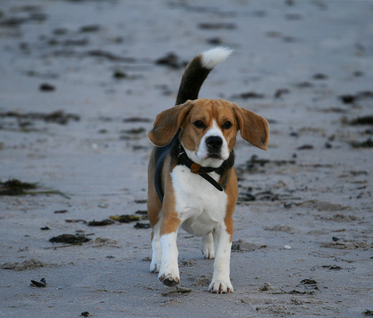Zufallsbekanntschaft am Strand von Scharbeutz Foto & Bild tiere