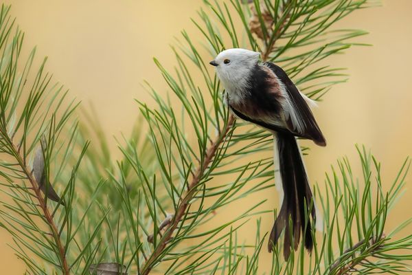 Zufallsbekanntschaft