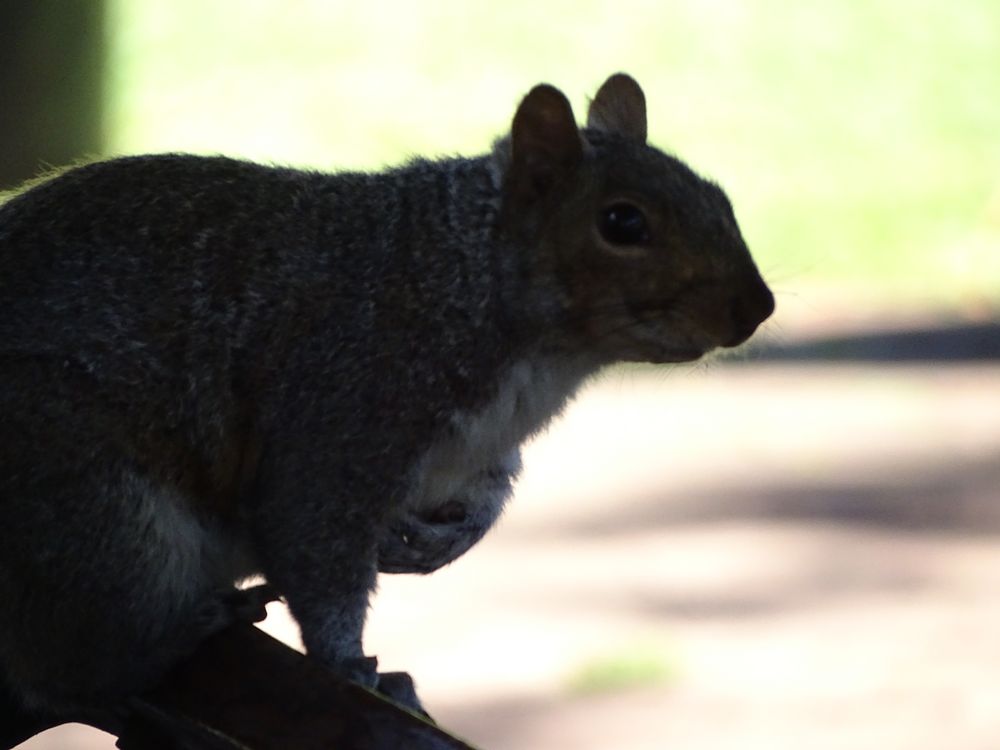 Zufallsbekanntschaft im Park