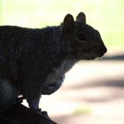 Zufallsbekanntschaft im Park