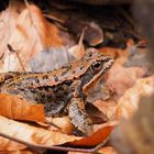 Zufallsfund - ein Grasfrosch