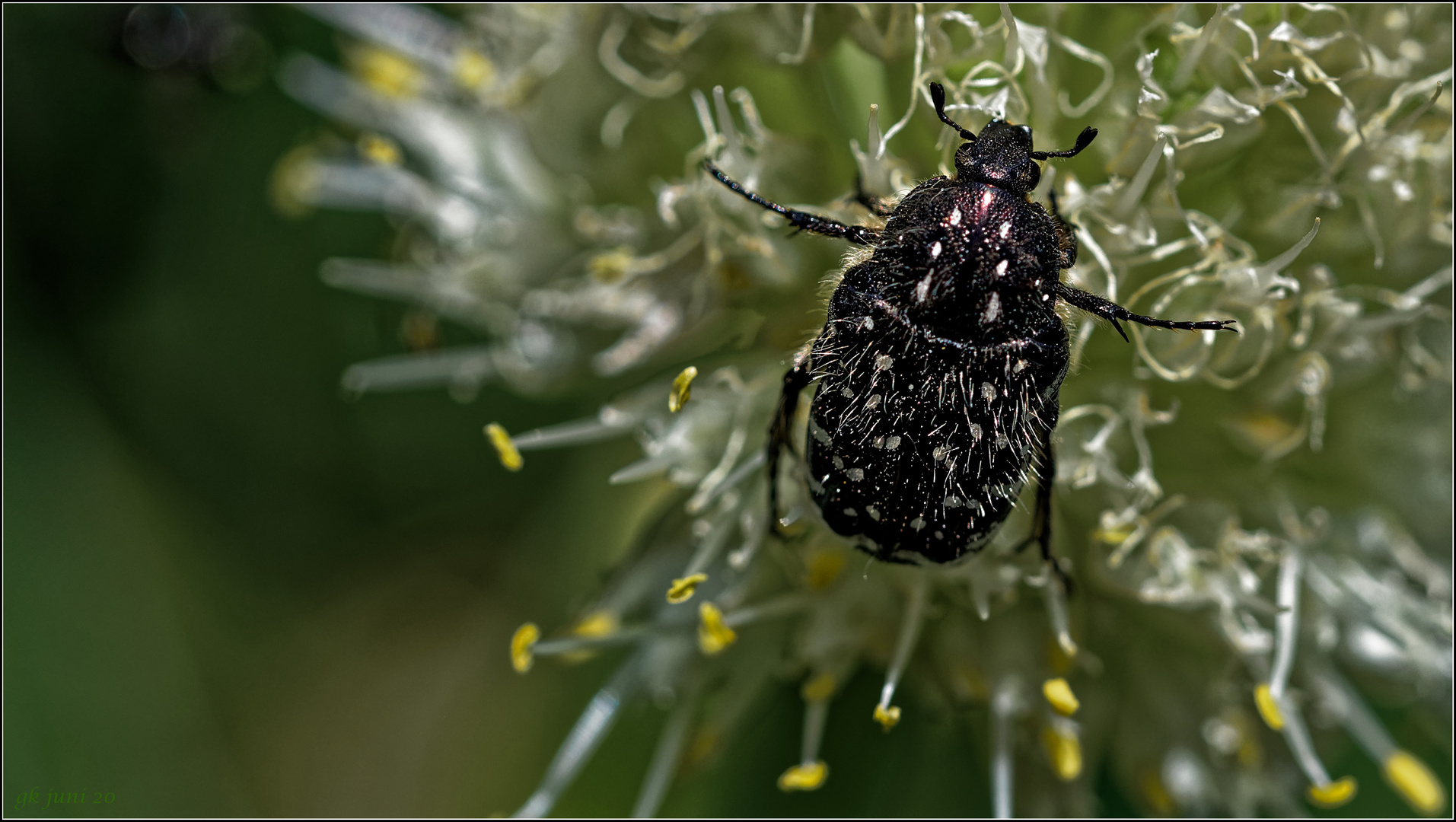 Zufallsfund im Garten