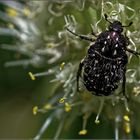 Zufallsfund im Garten