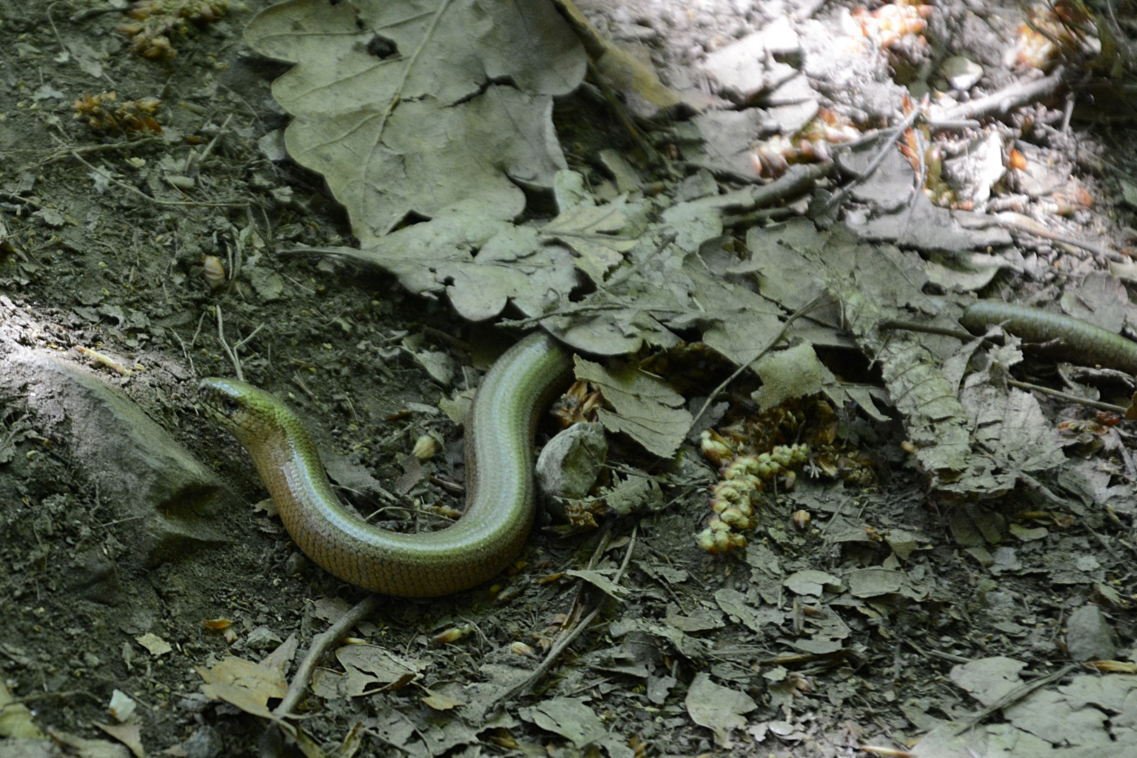 Zufallsfund im Wald