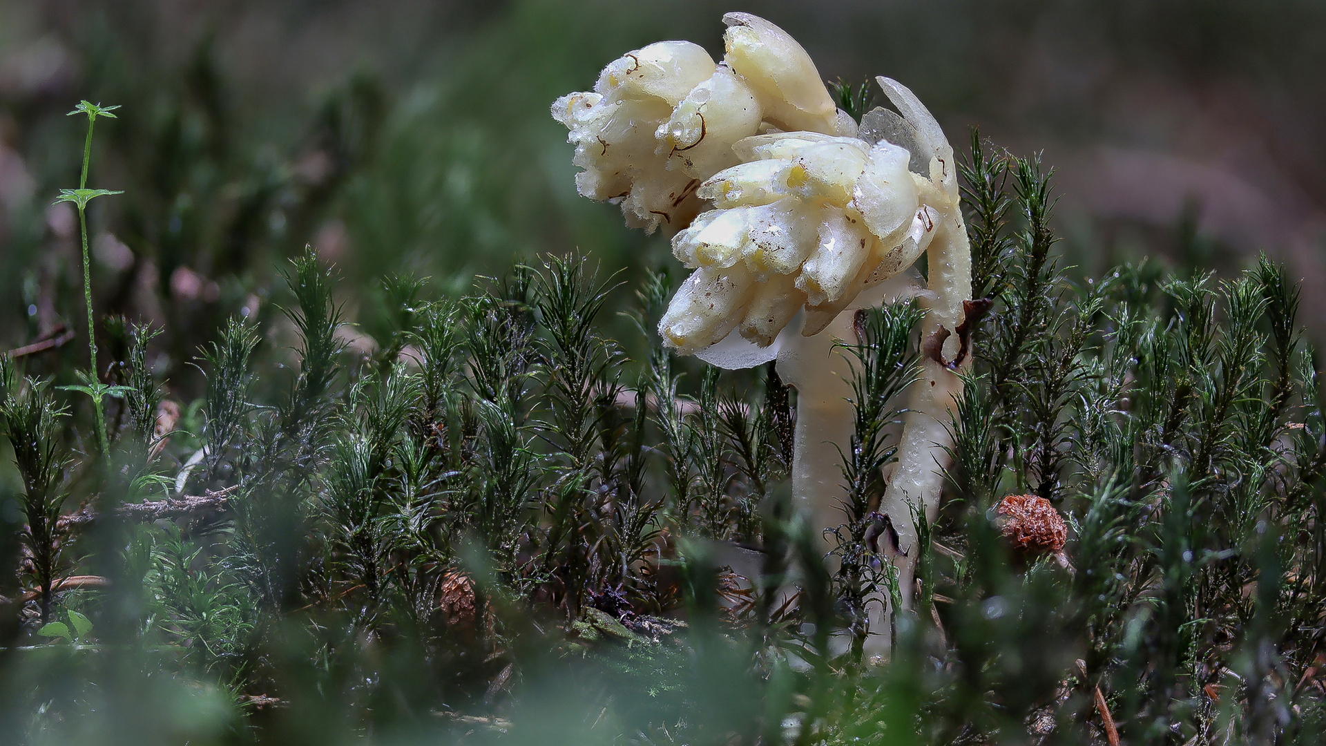 Zufallsfund im Wald, der Fichtenspargel