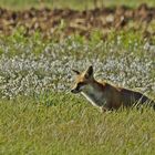 Zufallstreffer aus dem Auto - ein Fuchs