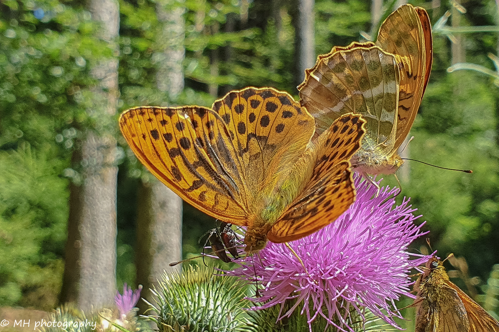 Zufallstreffer beim Waldspaziergang