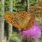 Zufallstreffer beim Waldspaziergang