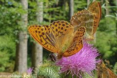 Zufallstreffer beim Waldspaziergang