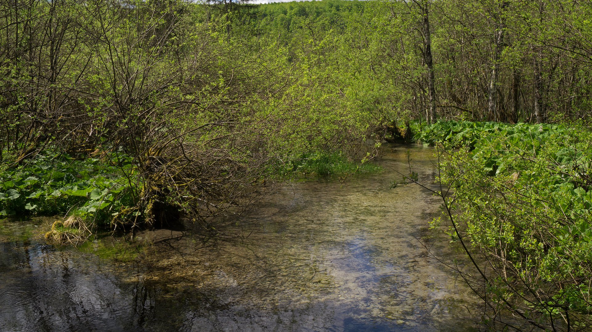 Zufluss Almsee