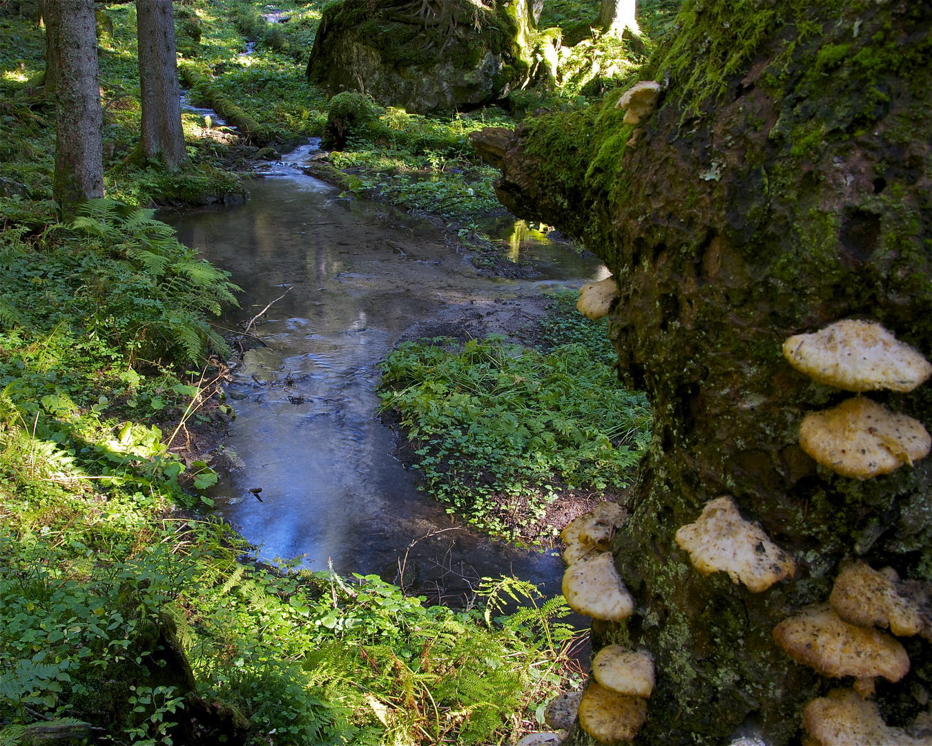 Zufluss des Puzlisee, Maderanertal Foto & Bild landschaft, bach