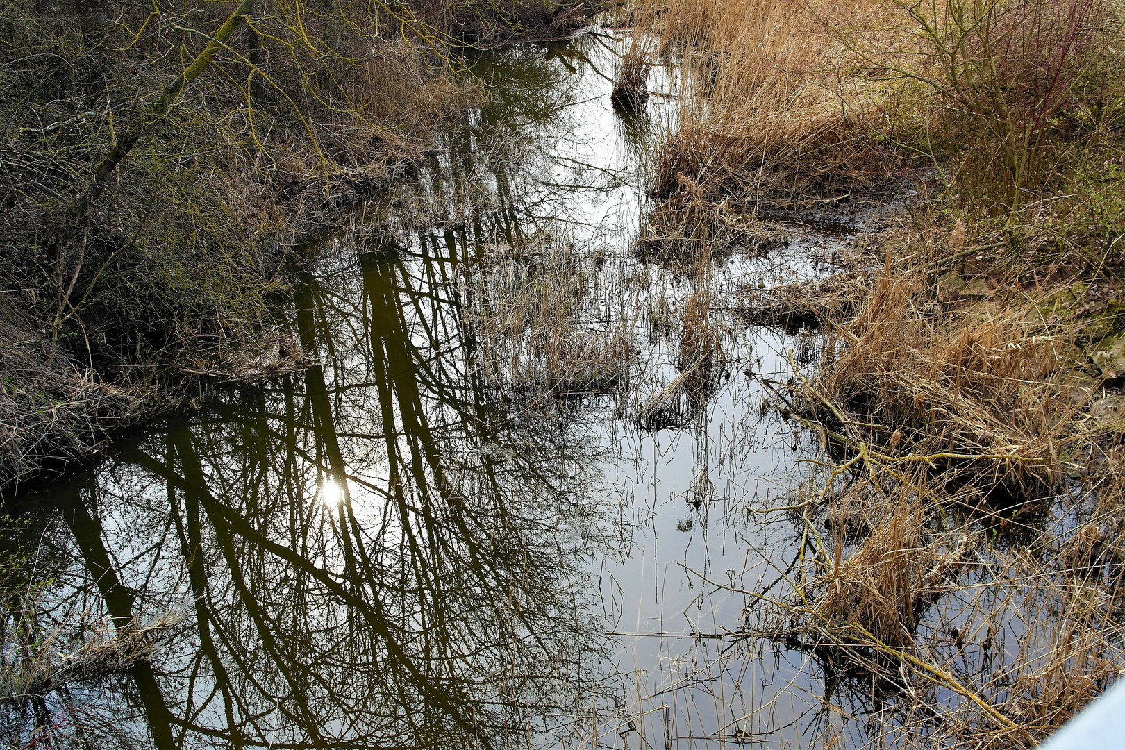 Zufluss Walkweiher Dinkelsbühl im Sonnenlicht