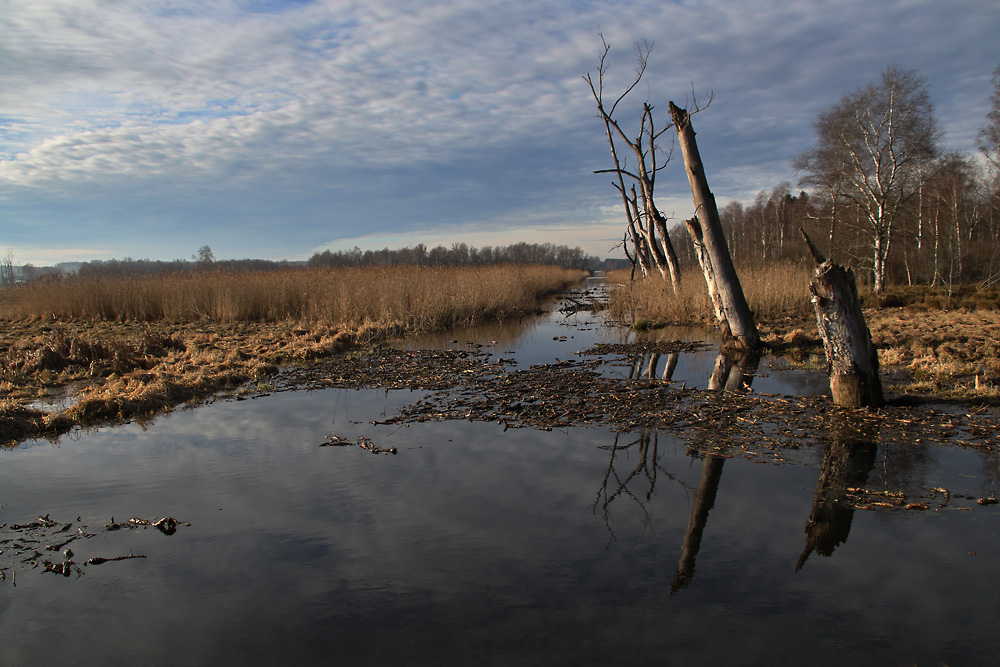 Zufluss zum Federsee