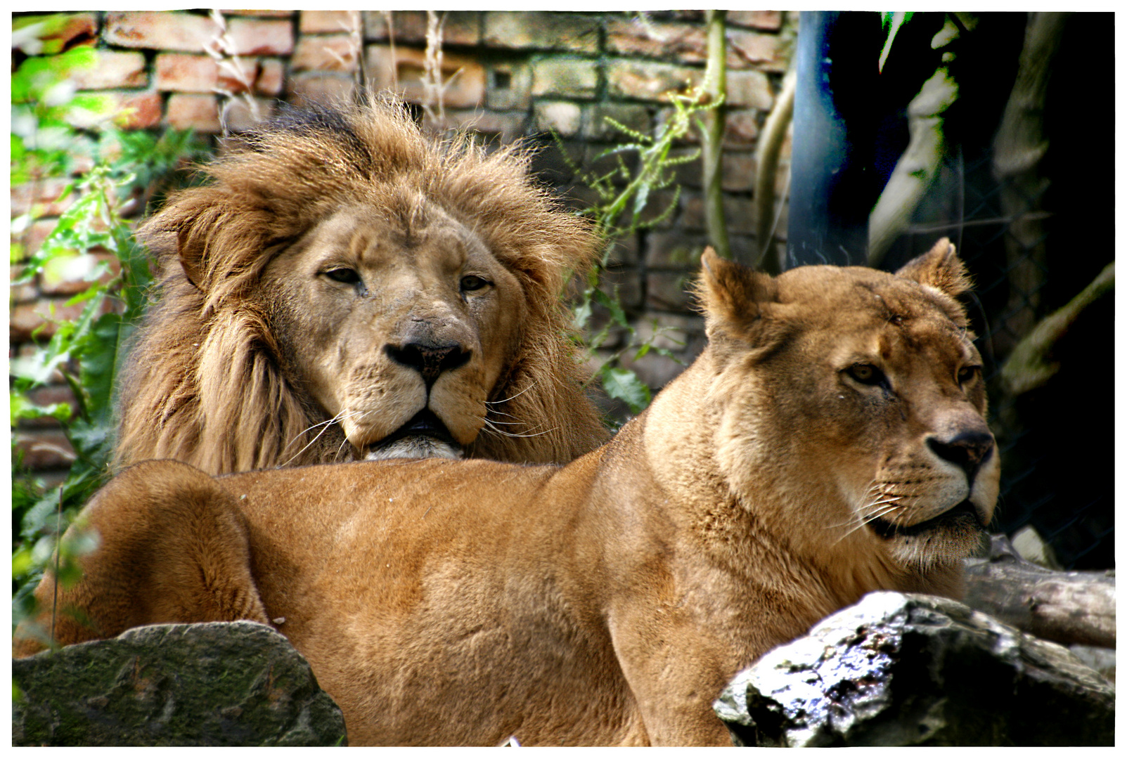 zufrieden ehepaar im zoo