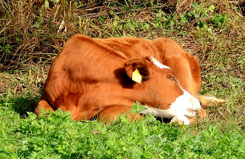 Zufrieden in der Sonne dösen.