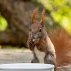 Zufrieden wirkt dieses Eichhörnchen am Futternapf