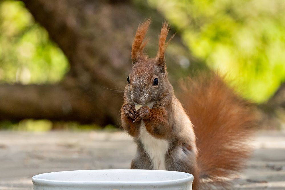 Zufrieden wirkt dieses Eichhörnchen am Futternapf