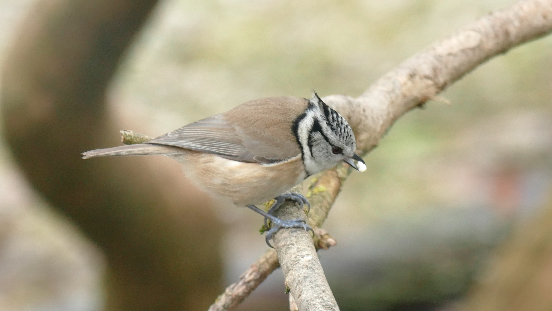 Zufriedene Haubenmeise