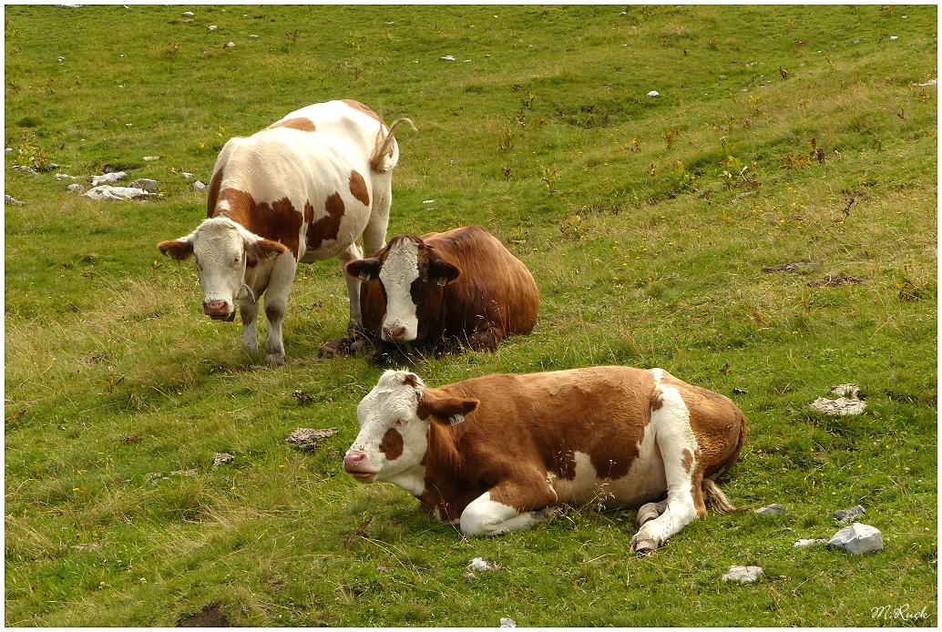 Zufriedene Rindviecher auf der Alm ,