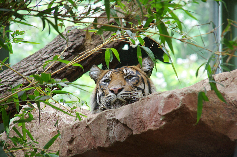 Zufriedene Tigermama von Fred Grimm 