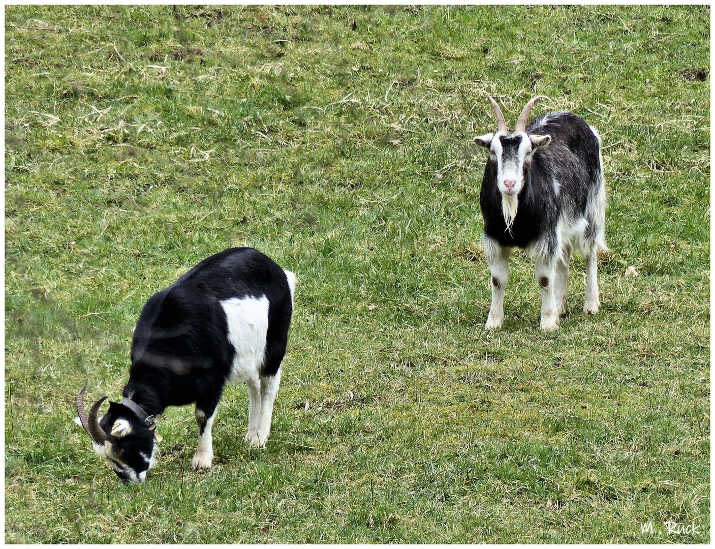 Zufriedene Ziegen auf der Weide ,