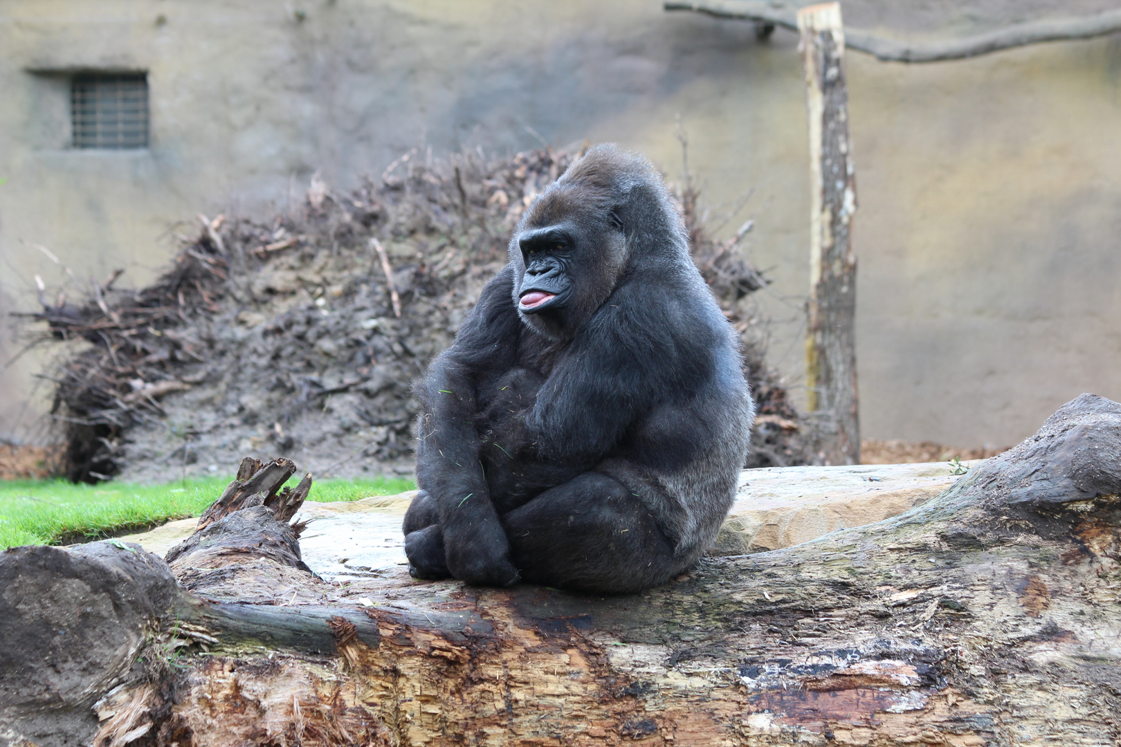 Zufriedener Gorilla