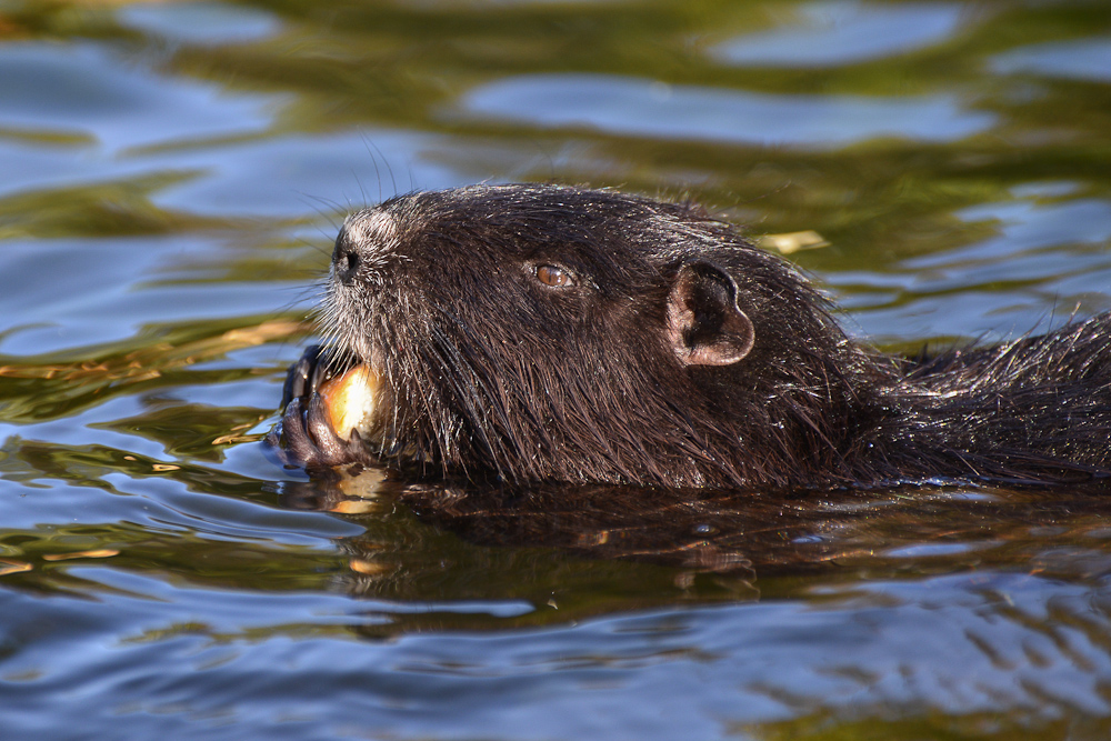 zufriedener Nutria