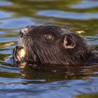 zufriedener Nutria