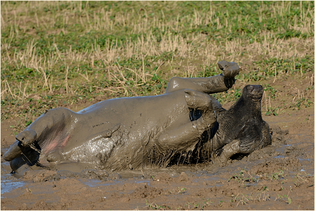 Zufriedener Wasserbüffel 