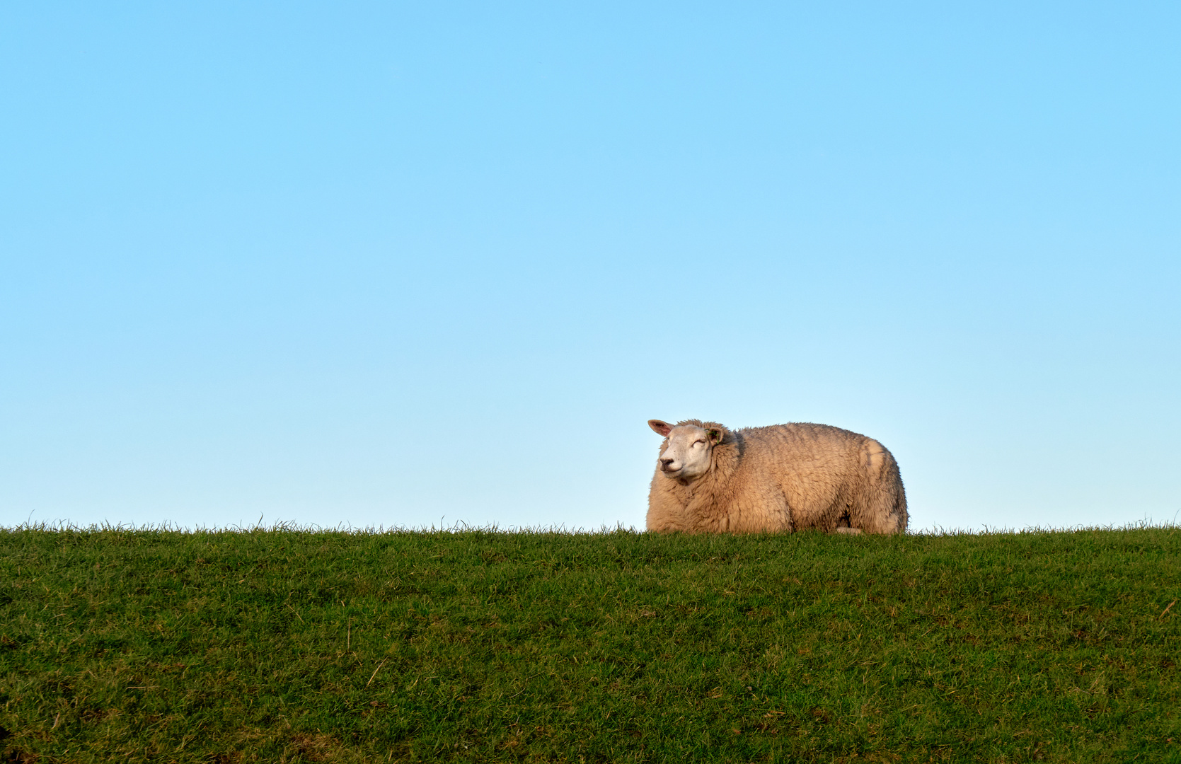 Zufriedenes Schaf