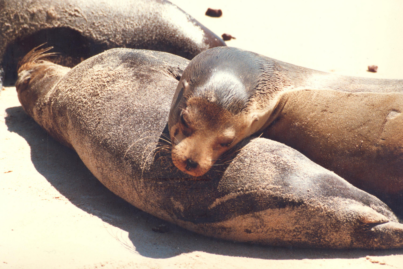 Zufriedenheit auf Galapagos