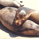 Zufriedenheit auf Galapagos