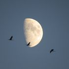 Zug der Kraniche vor dem Mond