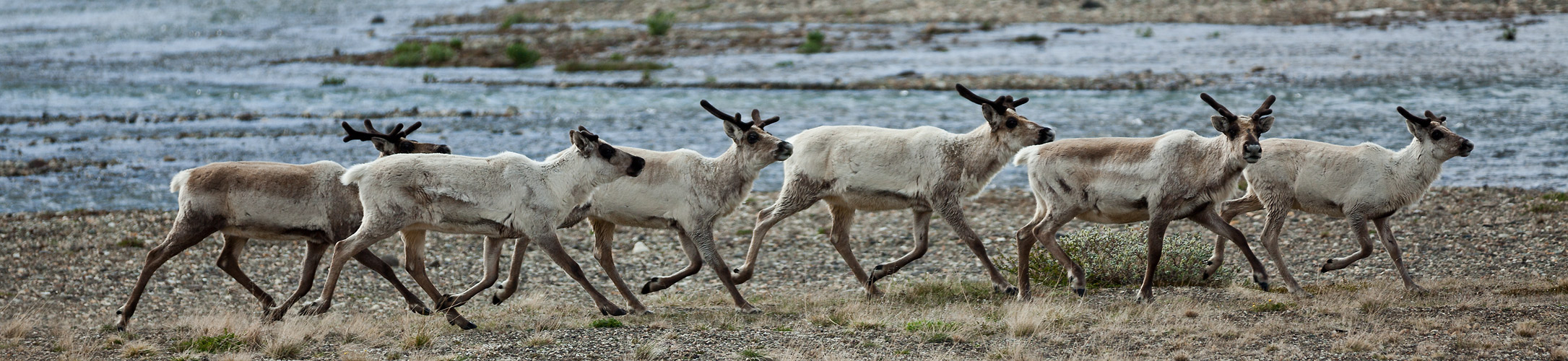 Zug der Ren(n)tiere - Island #3052