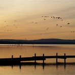 ...Zug der Vögel...