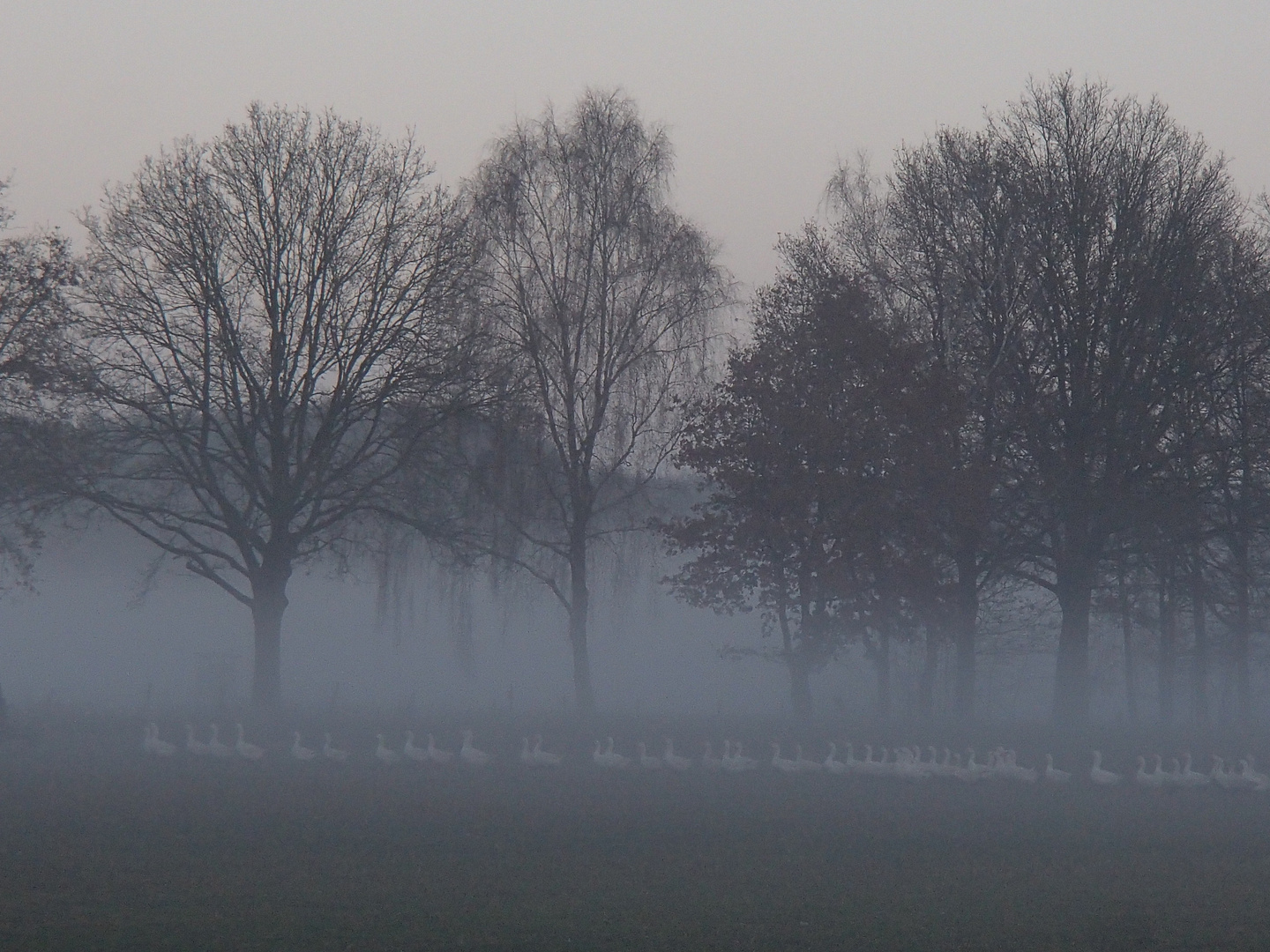 Zug im Nebel