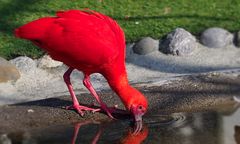 Zug Zoo, Roter Sichler