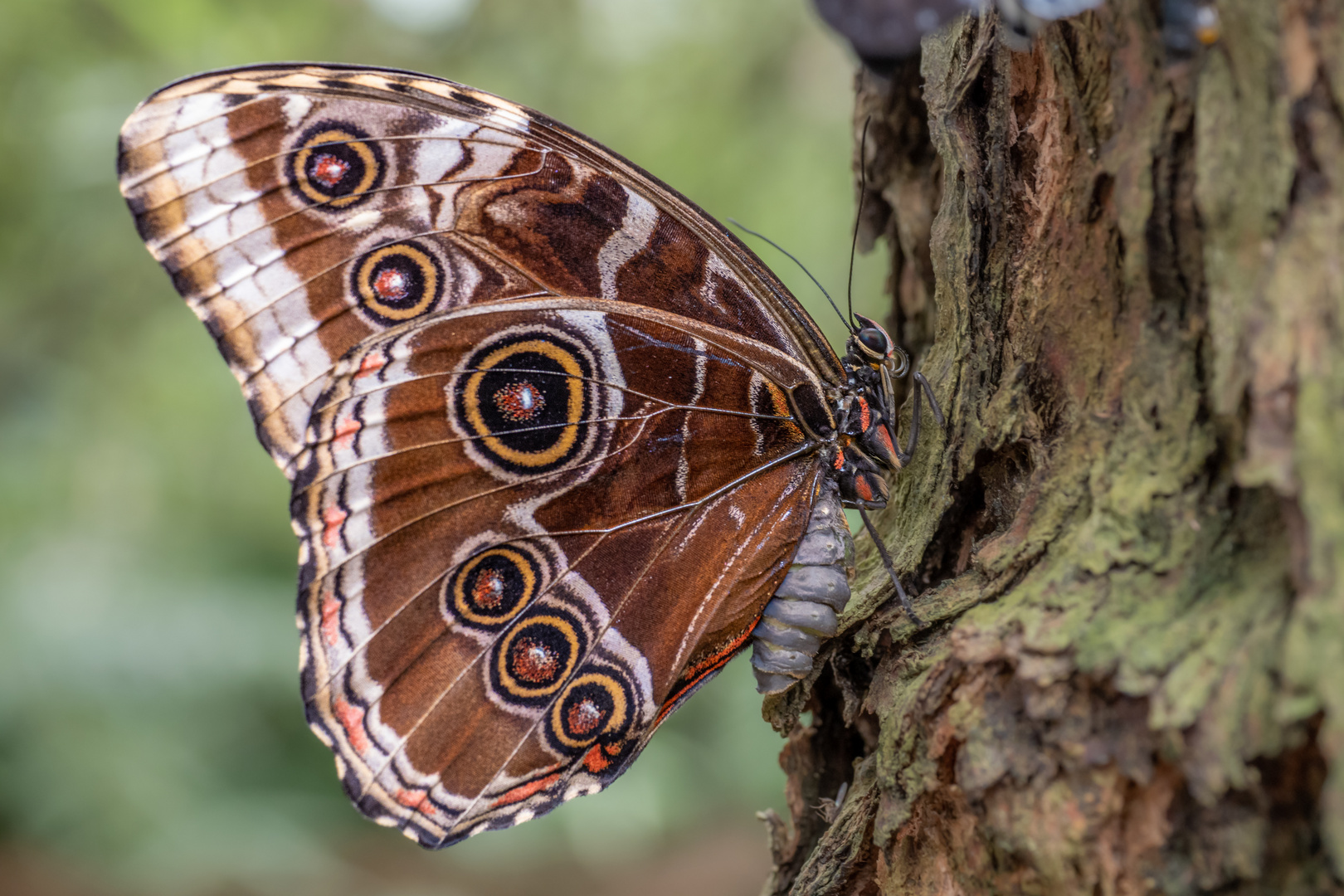 Zugabe Papiliorama